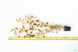 Ludwigia Ovalis_Aquarium Plant for sale