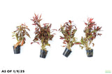 Ludwigia Peruensis_Wow Red Plant_Aquarium Plant for sale