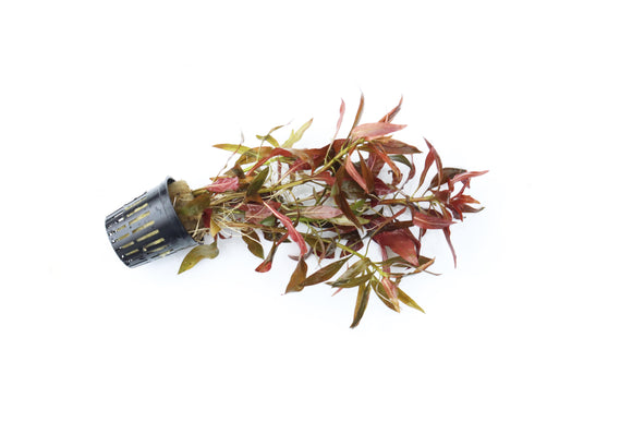 Ludwigia Peruensis_Wow Red Plant_Aquarium Plant for sale