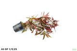 Ludwigia Peruensis_Wow Red Plant_Aquarium Plant for sale