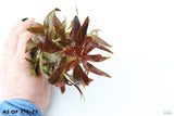 Ludwigia Peruensis_Wow Red Plant_Aquarium Plant for sale