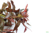 Ludwigia Peruensis_Wow Red Plant_Aquarium Plant for sale