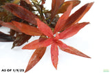 Ludwigia Peruensis_Wow Red Plant_Aquarium Plant for sale