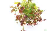 Ludwigia Repens_Absolutely Stunning Aquarium plant for sale