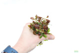 Ludwigia Repens_Absolutely Stunning Aquarium plant for sale