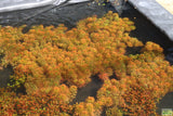 Ludwigia Tornado_Aquarium Plant For Sale