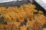 Ludwigia Tornado_Aquarium Plant For Sale