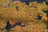 Ludwigia Tornado_Aquarium Plant For Sale