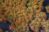 Ludwigia Tornado_Aquarium Plant For Sale