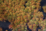 Ludwigia Tornado_Aquarium Plant For Sale