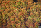 Ludwigia Tornado_Aquarium Plant For Sale