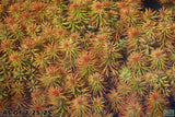 Ludwigia Tornado_Aquarium Plant For Sale