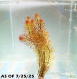 Ludwigia Tornado_Aquarium Plant For Sale