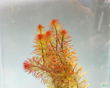 Ludwigia Tornado_Aquarium Plant For Sale