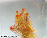 Ludwigia Tornado_Aquarium Plant For Sale