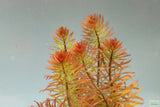 Ludwigia Tornado_Aquarium Plant For Sale