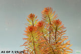 Ludwigia Tornado_Aquarium Plant For Sale