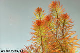Ludwigia Tornado_Aquarium Plant For Sale