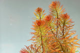 Ludwigia Tornado_Aquarium Plant For Sale
