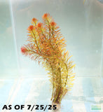 Ludwigia Tornado_Aquarium Plant For Sale