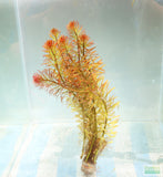 Ludwigia Tornado_Aquarium Plant For Sale