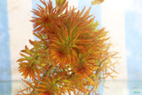 Ludwigia Tornado_Aquarium Plant For Sale