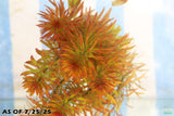 Ludwigia Tornado_Aquarium Plant For Sale