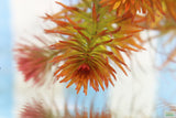 Ludwigia Tornado_Aquarium Plant For Sale