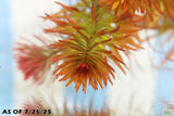 Ludwigia Tornado_Aquarium Plant For Sale