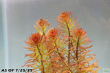 Ludwigia Tornado_Aquarium Plant For Sale