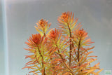 Ludwigia Tornado_Aquarium Plant For Sale