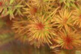 Ludwigia Tornado_Aquarium Plant For Sale