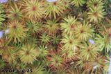 Ludwigia Tornado_Aquarium Plant For Sale
