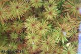 Ludwigia Tornado_Aquarium Plant For Sale