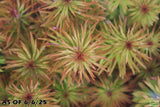 Ludwigia Tornado_Aquarium Plant For Sale