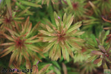 Ludwigia Tornado_Aquarium Plant For Sale
