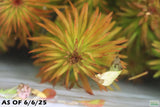 Ludwigia Tornado_Aquarium Plant For Sale