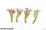 Ludwigia Tornado_Aquarium Plant For Sale