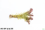 Ludwigia Tornado_Aquarium Plant For Sale