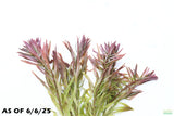 Ludwigia Tornado_Aquarium Plant For Sale