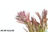 Ludwigia Tornado_Aquarium Plant For Sale