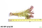 Ludwigia Tornado_Aquarium Plant For Sale