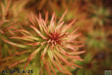 Ludwigia Tornado_Aquarium Plant For Sale