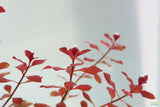 Ludwigia Triple Red_Easy Red Aquarium Plant For sale