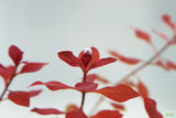 Ludwigia Triple Red_Easy Red Aquarium Plant For sale