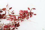 Ludwigia Triple Red_XL_Aquarium Plant For Sale