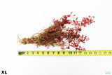 Ludwigia Triple Red_XL_Aquarium Plant For Sale