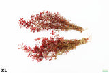 Ludwigia Triple Red_XL_Aquarium Plant For Sale