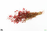 Ludwigia Triple Red_XL_Aquarium Plant For Sale