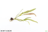 MADAGASCAR LACE PLANT (APONOGETON MADAGASCARIENSIS)_Aquarium Plant For Sale_Aquarium Plants